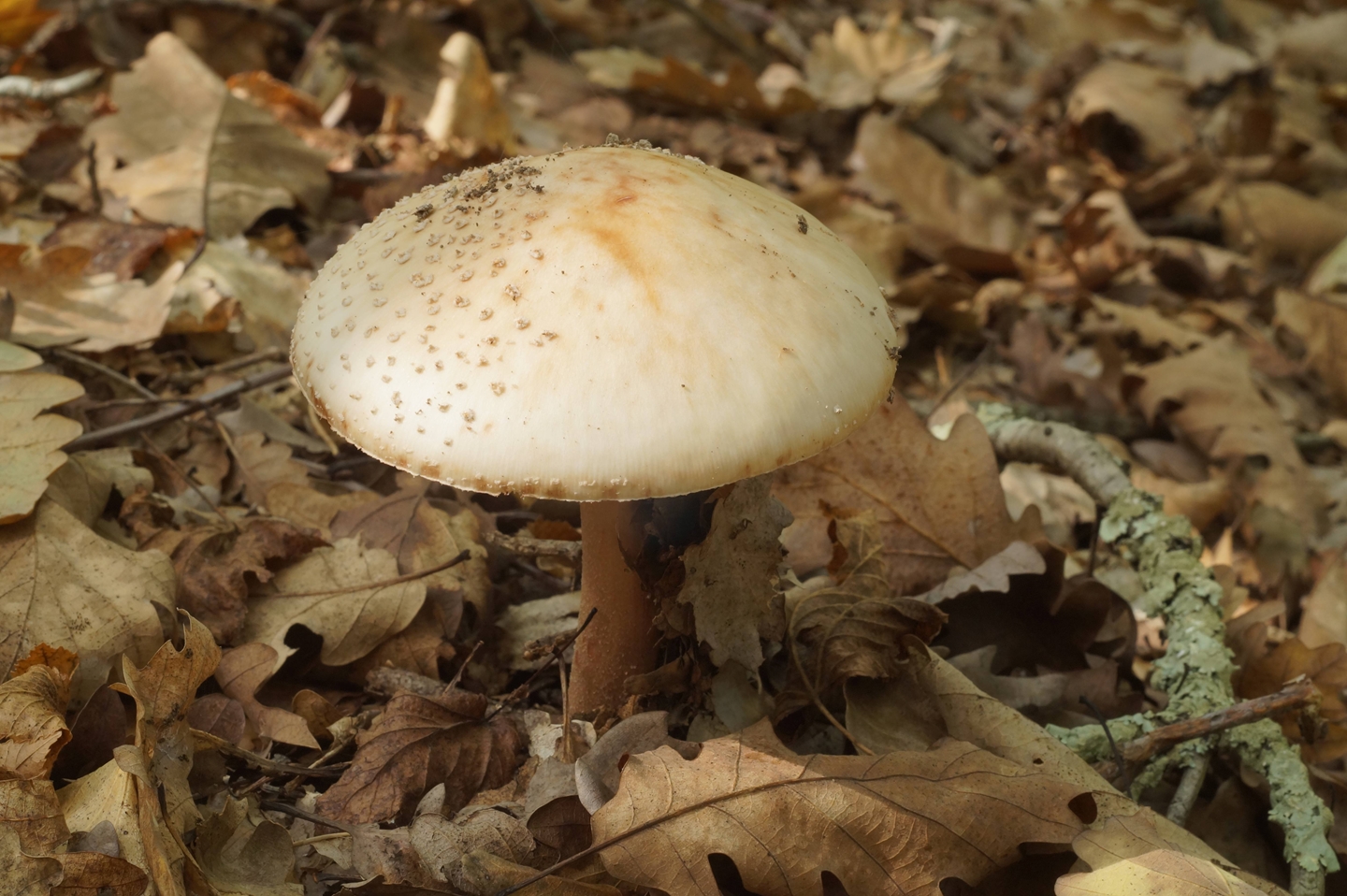 Ядовитые грибы краснодарского. Ядовитые грибы Кубани. Осенние грибы Краснодарского края. Съедобные грибы Краснодарского края. Полевые грибы Кубани.