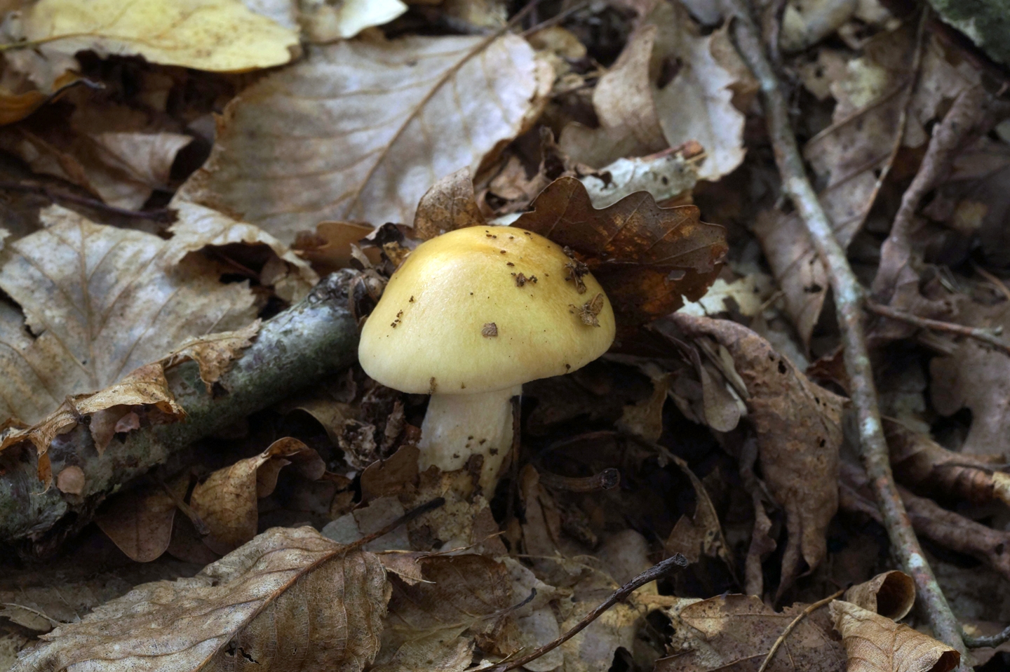 Ядовитые грибы краснодарского. Съедобные грибы Краснодарского края. Гриб желтяк. Ядовитые грибы Краснодарского края. Осенние грибы Гаркуша.