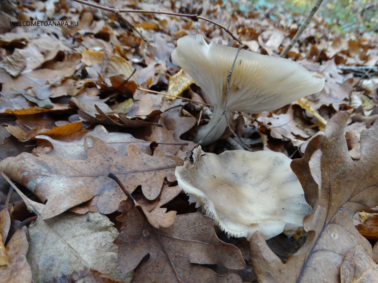 Степные грибы Кубани