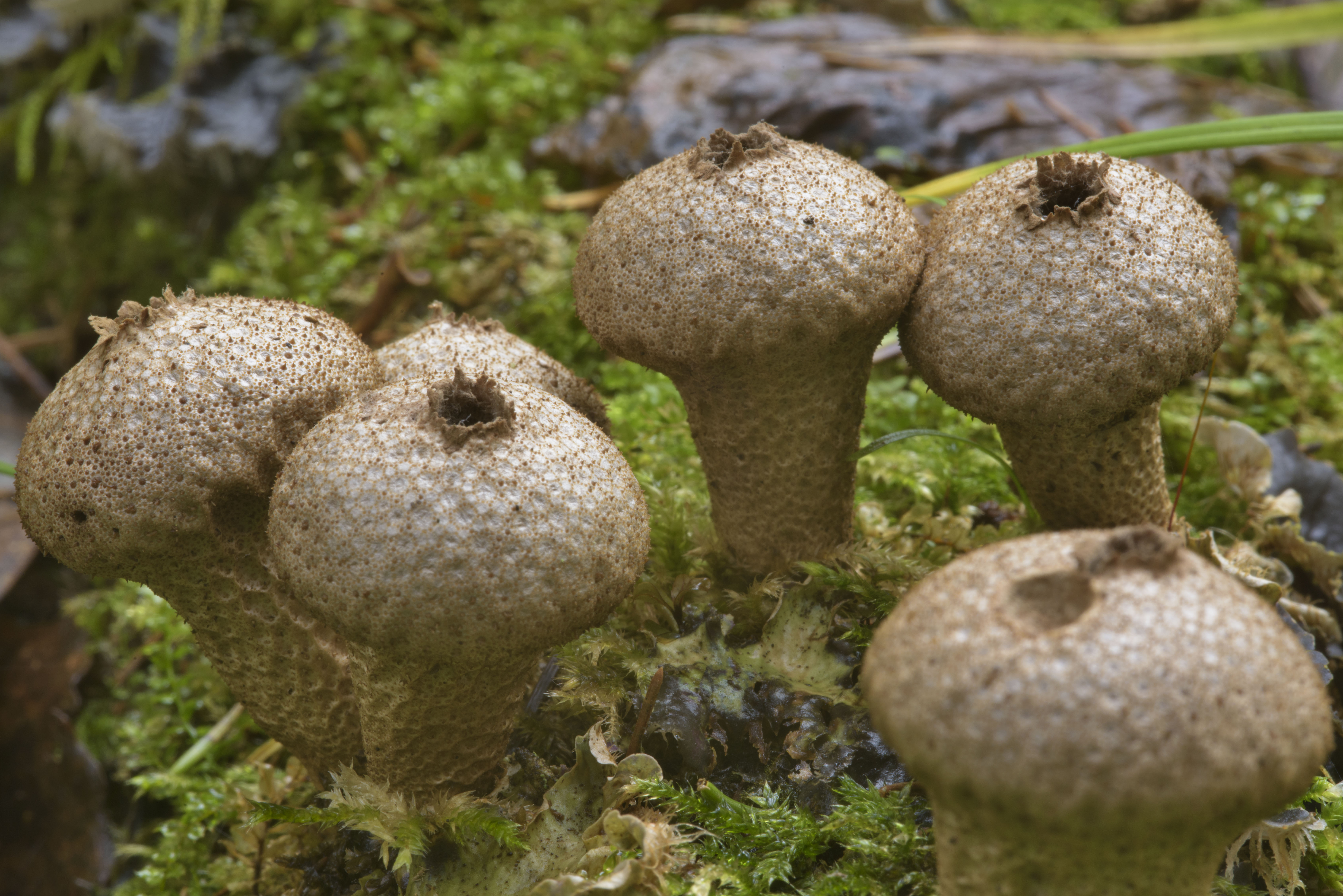 Самые страшные грибы в мире фото