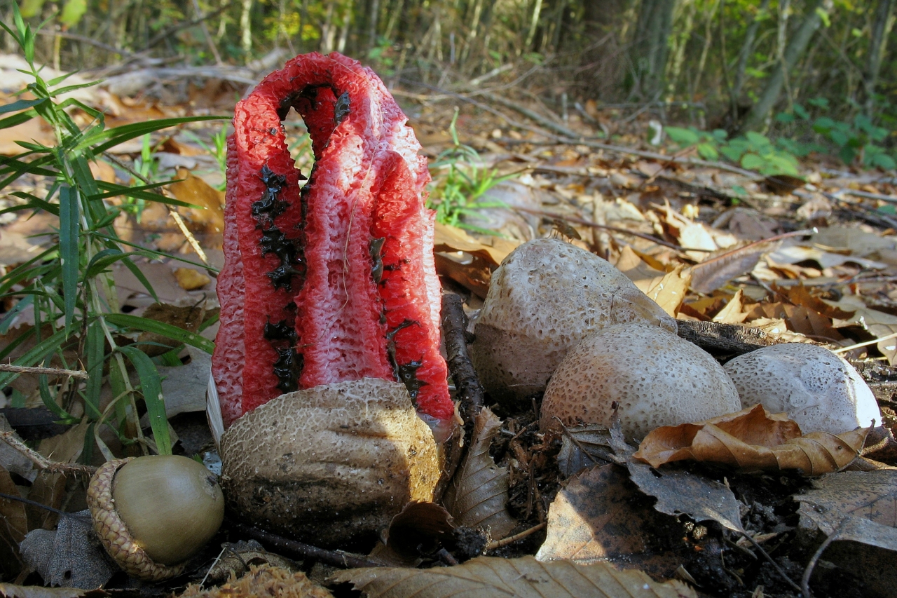 Самые необычные грибы Мадагаскара