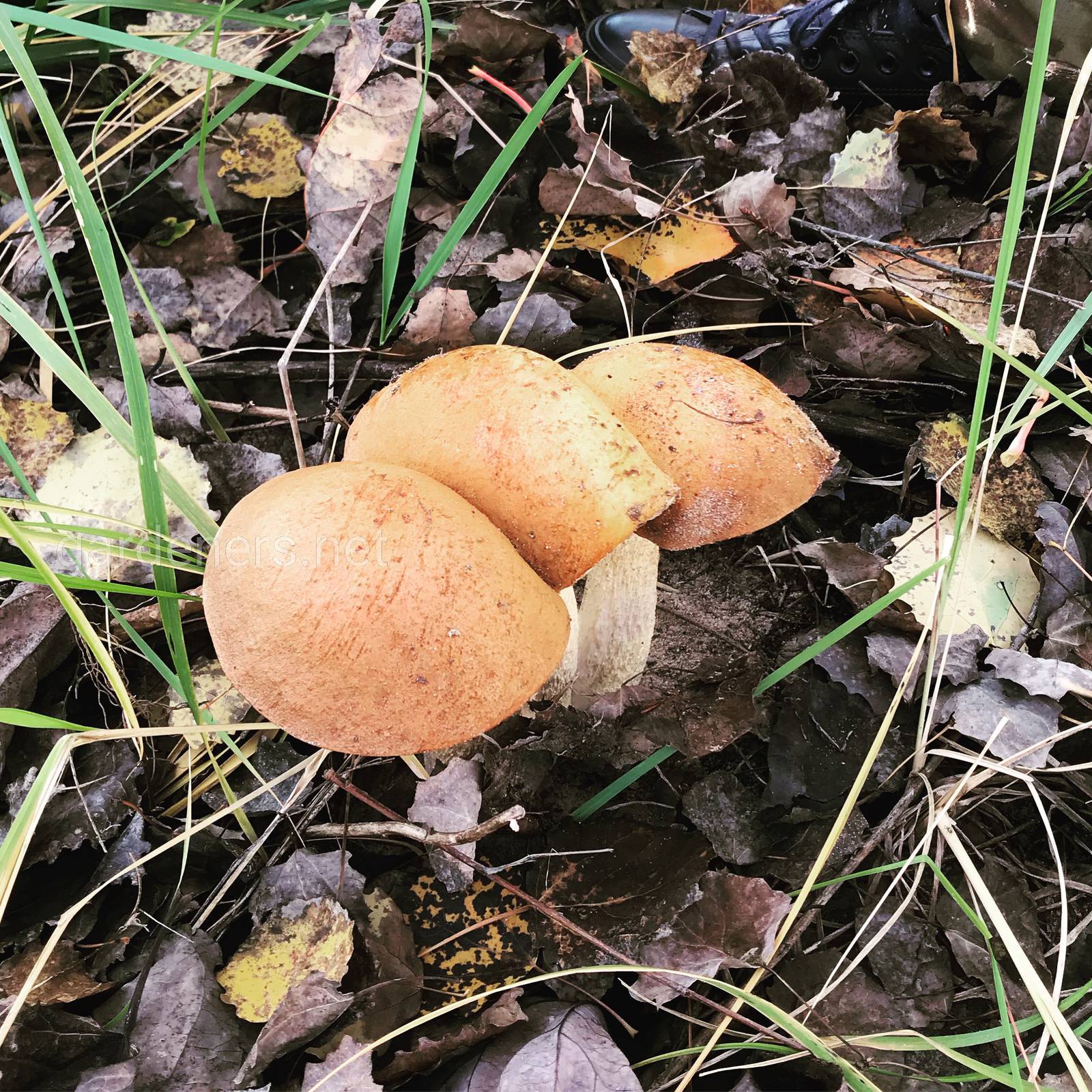 Разновидность подосиновиков грибов