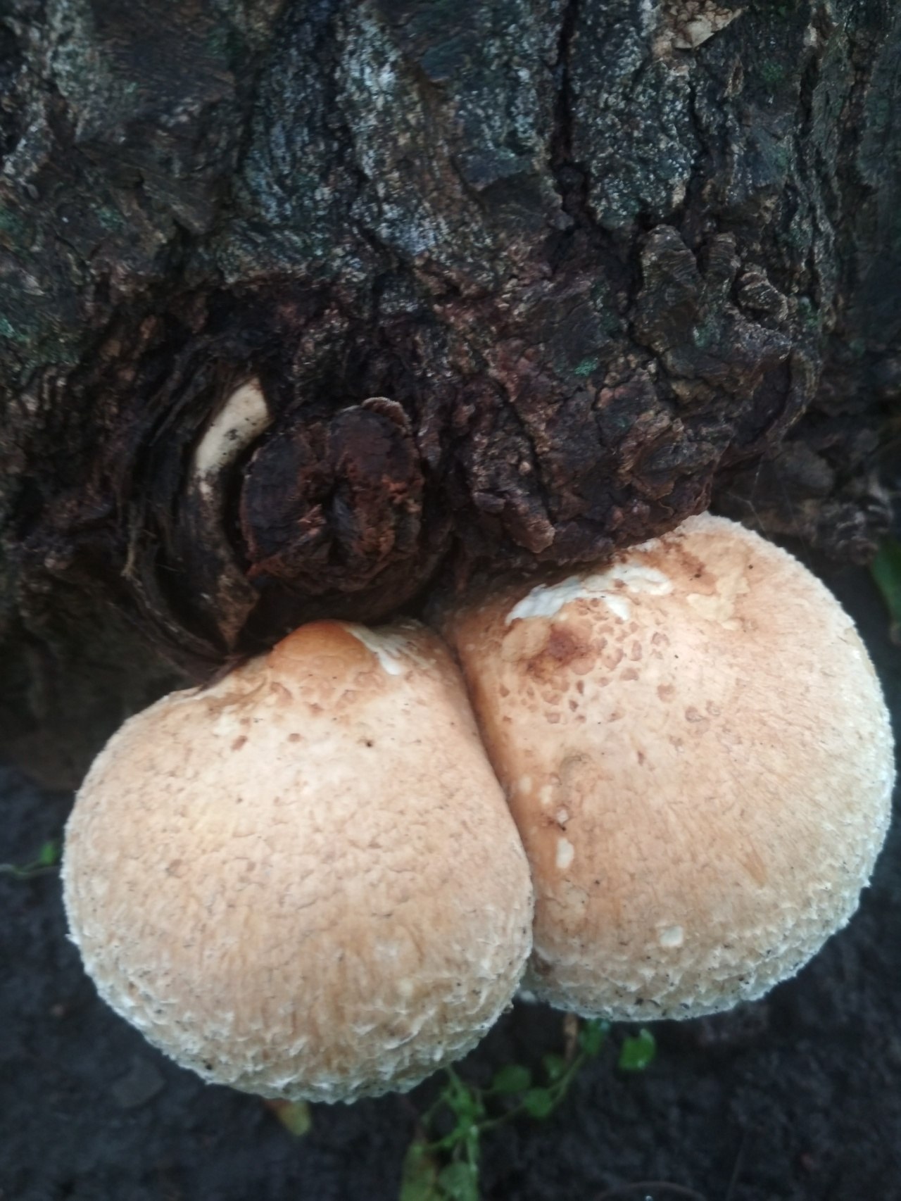 грибы которые раст (120) фото