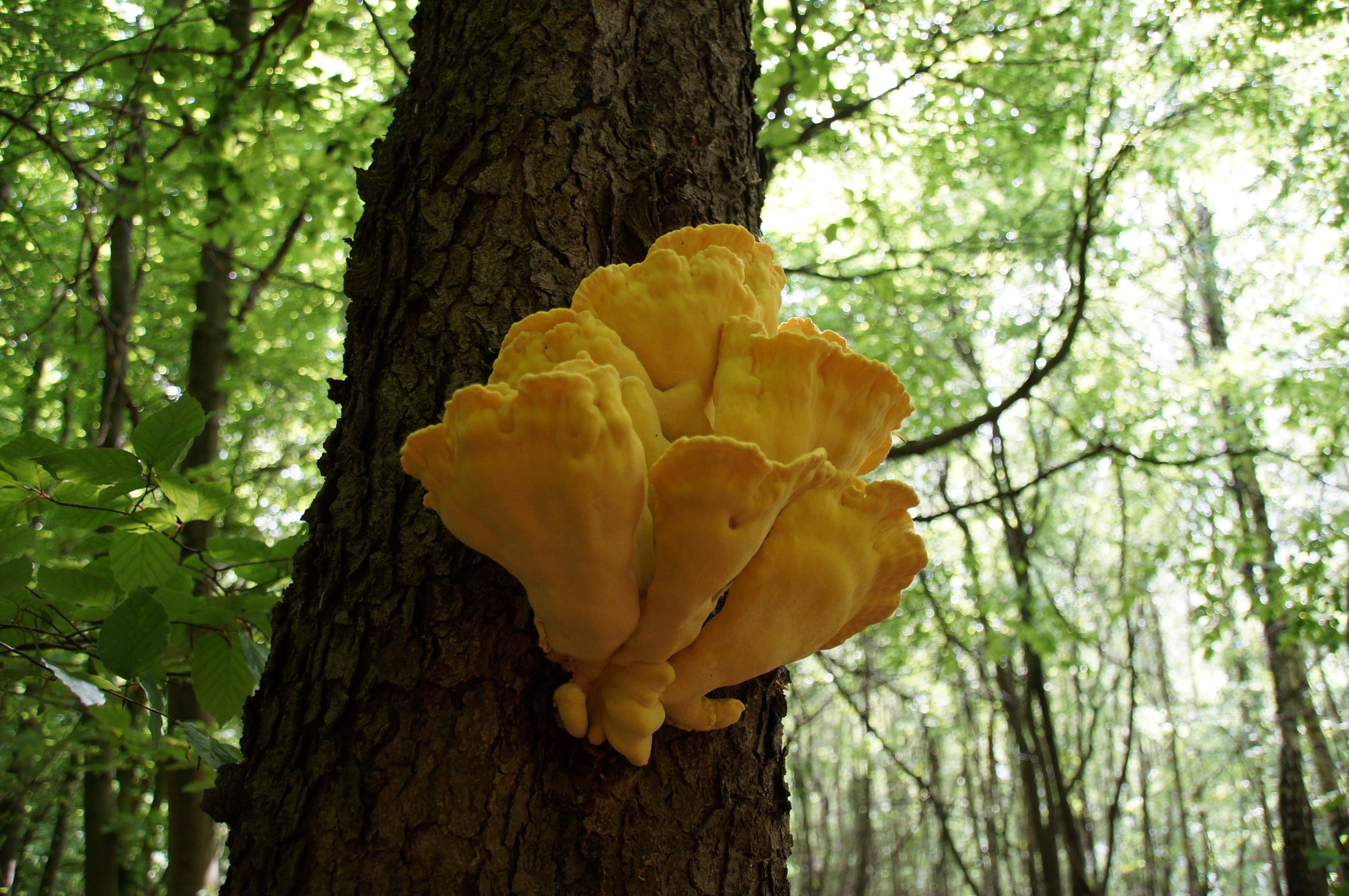 Несъедобные грибы на деревьях