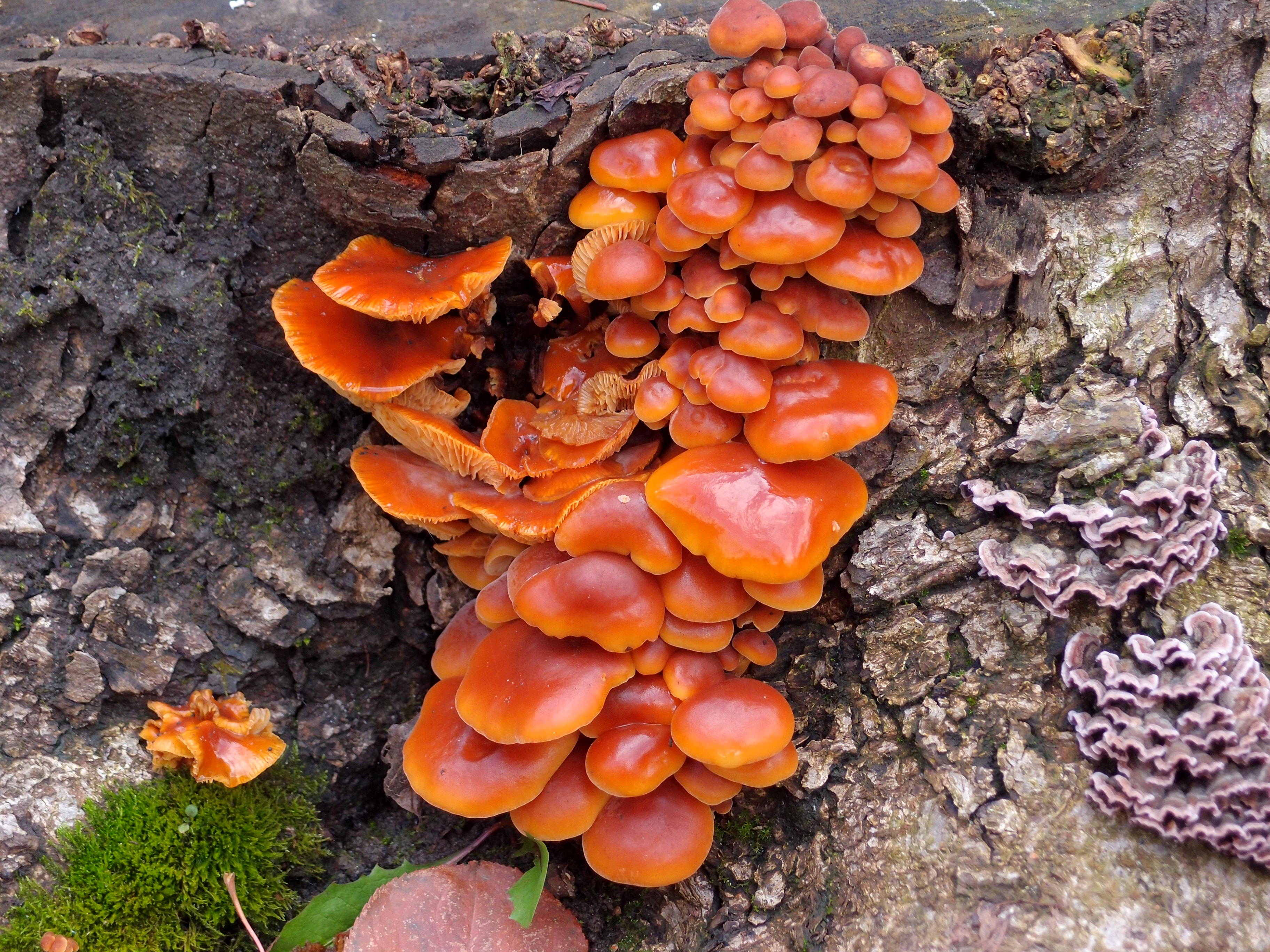 Оранжевые грибы на деревьях фото и их названия и значение