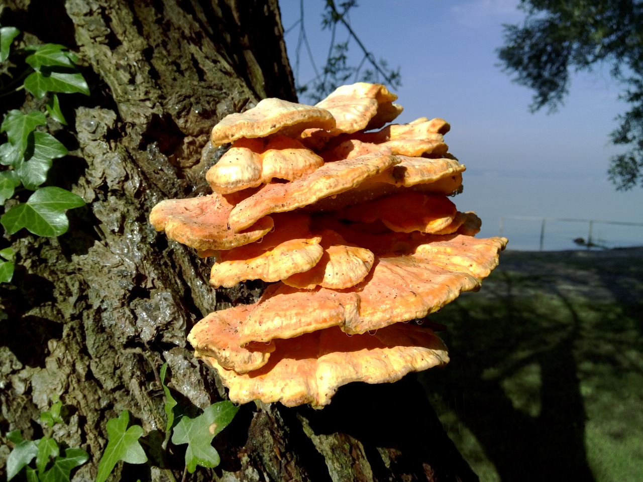 Фунгус древесный гриб
