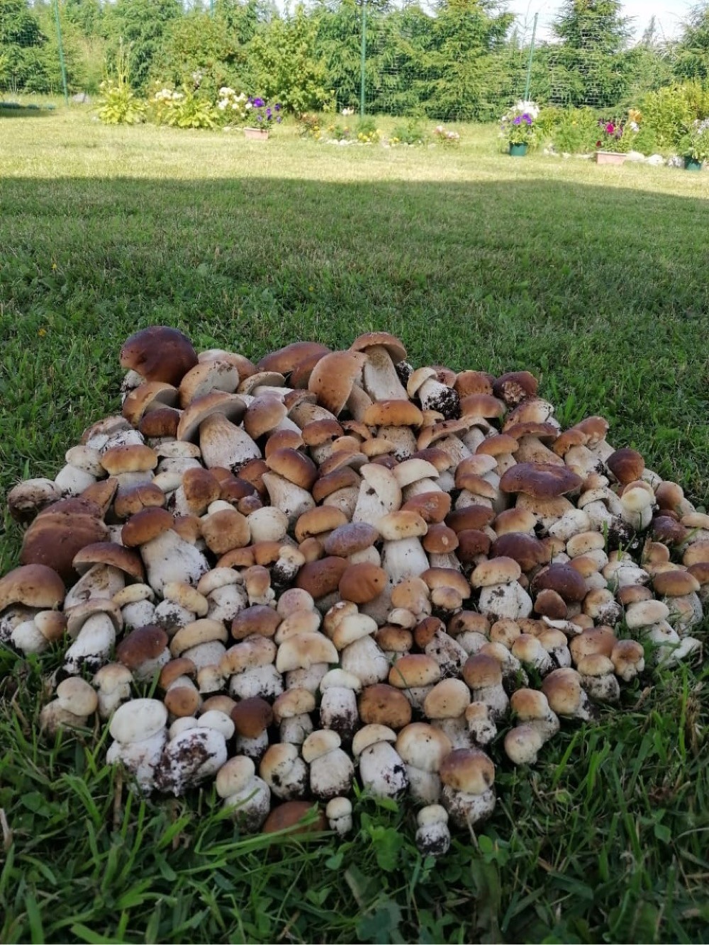 Огромная куча грибов