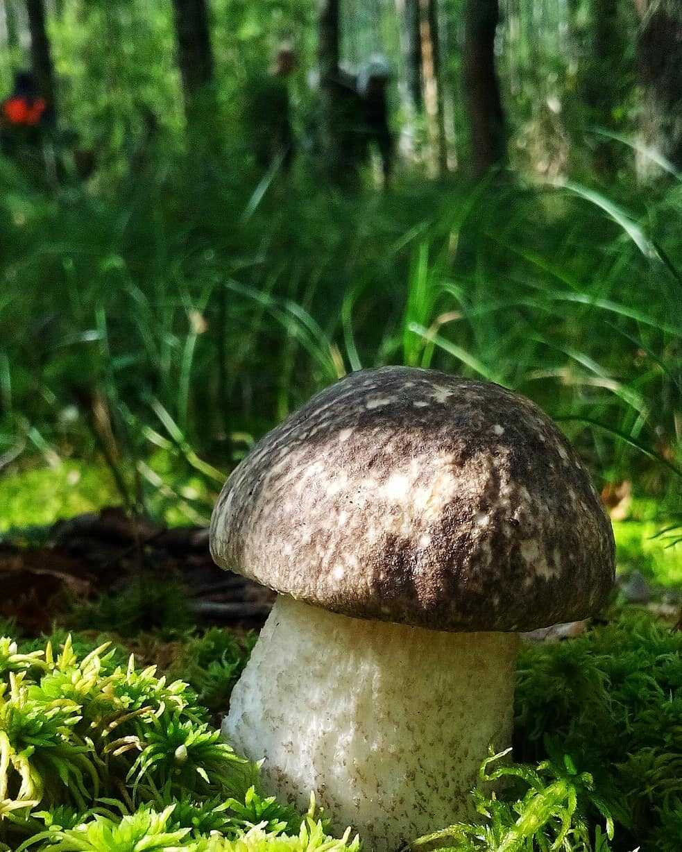 Фото как выглядит подберезовик гриб