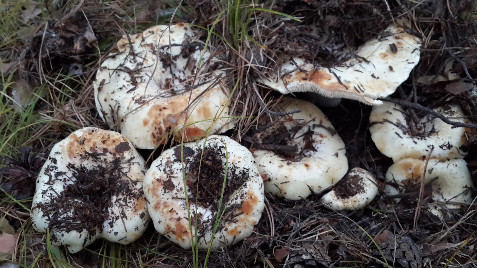 Груздь белый группа грибов