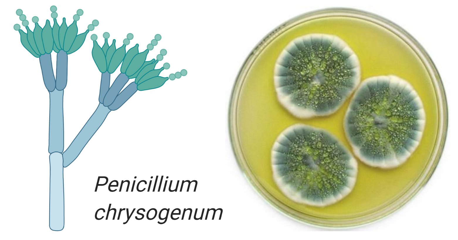 Плесень флеминга. Penicillium notatum пенициллин. Penicillium chrysogenum конидиеносцы. Пенициллиум хризогенум. Пеницилл золотистый.