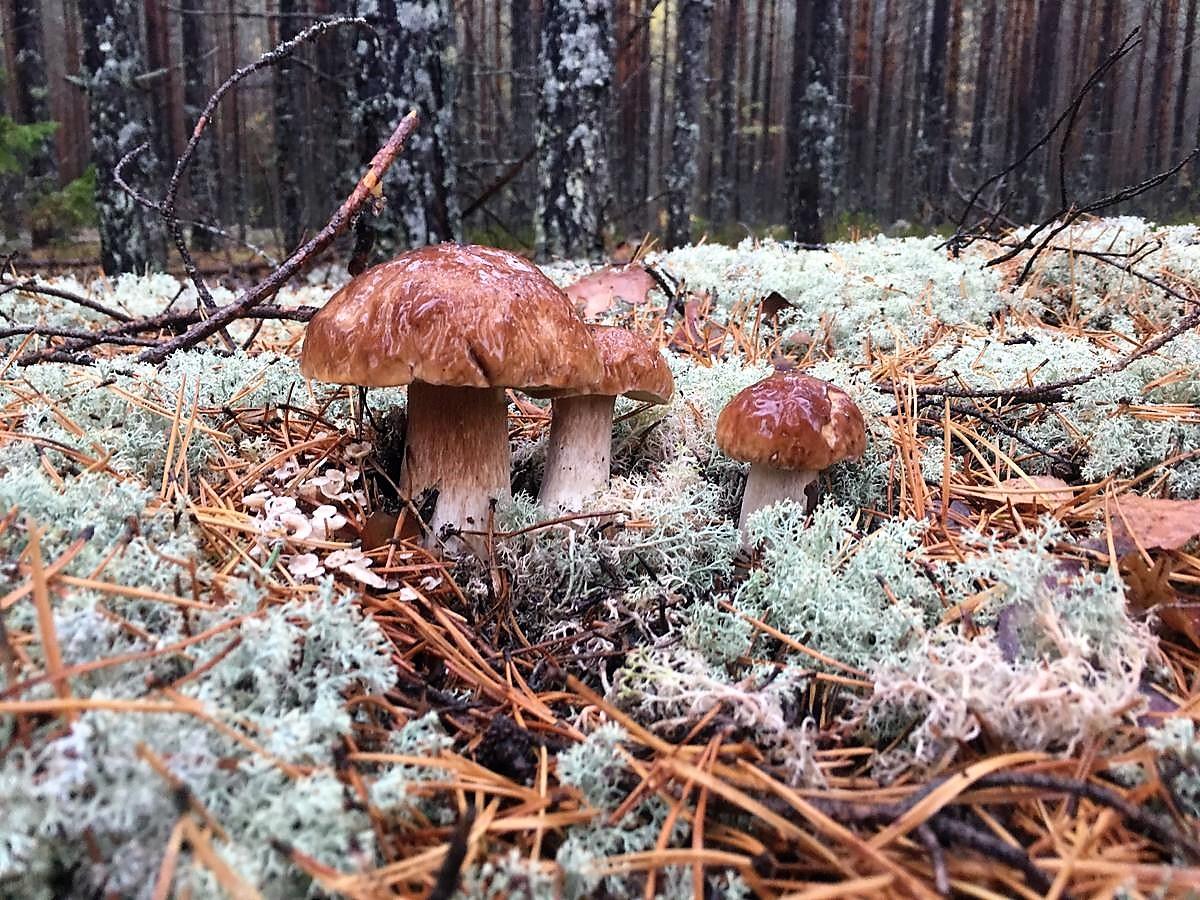 Белый гриб в еловом лесу