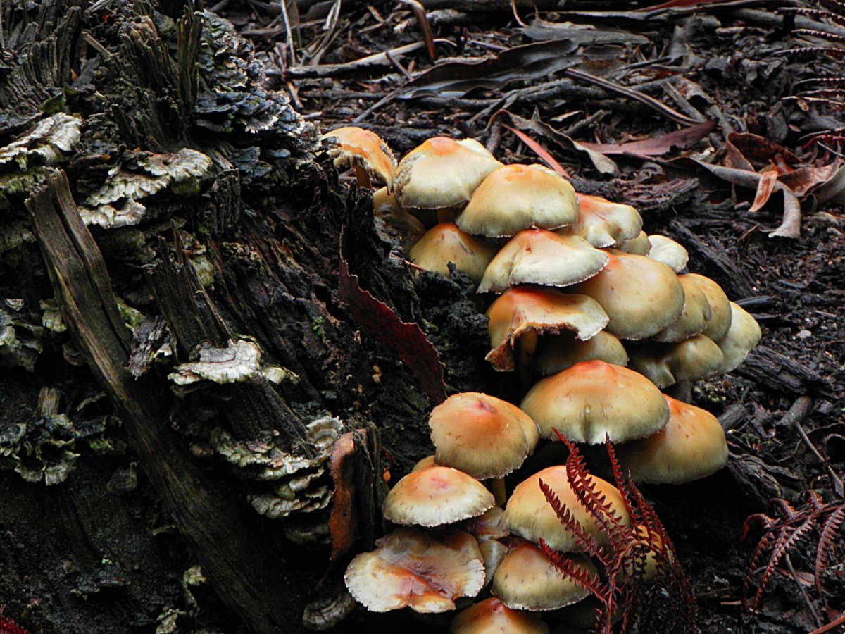 Древесный гриб Агарикус