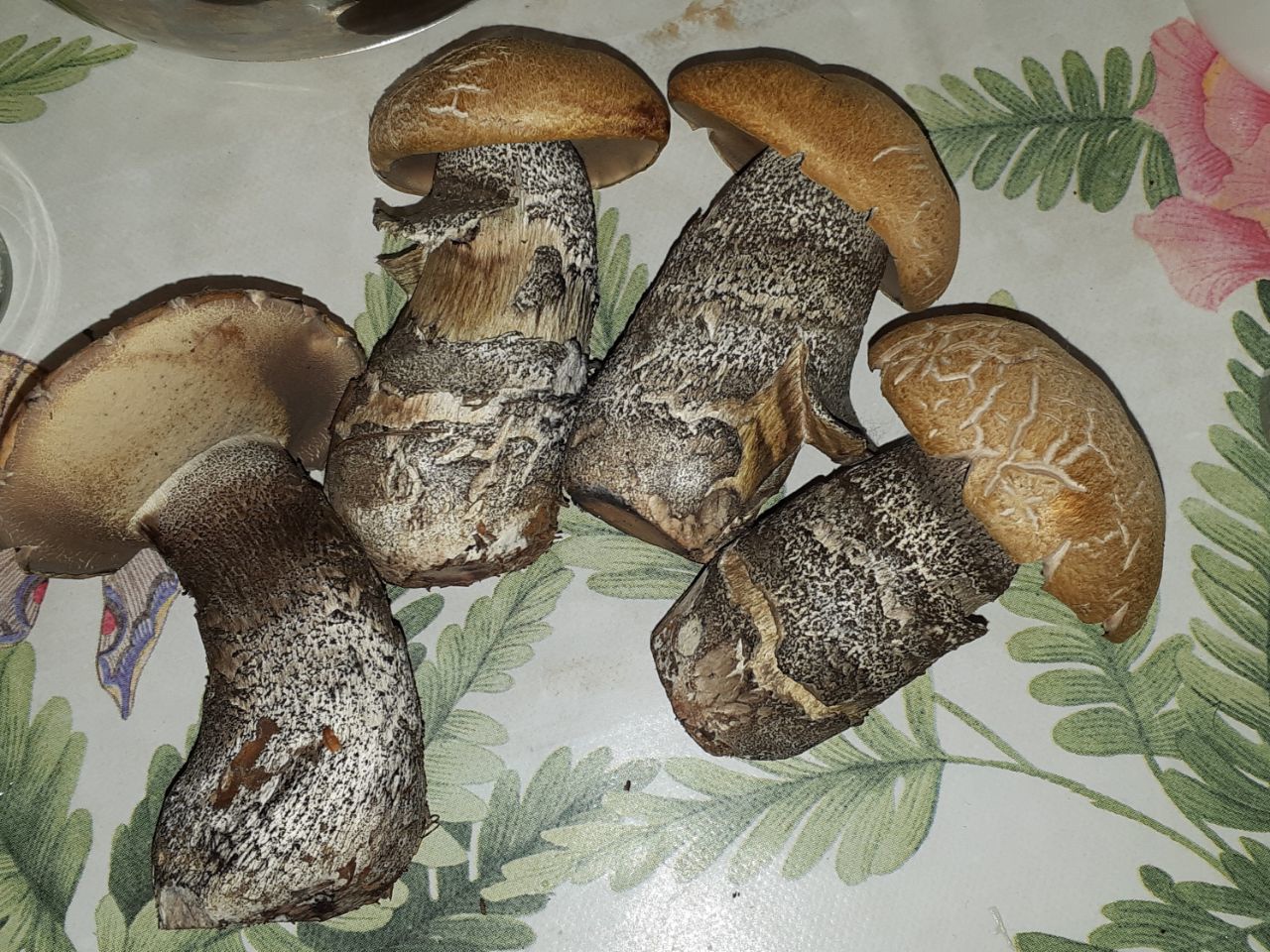 Популярные грибы