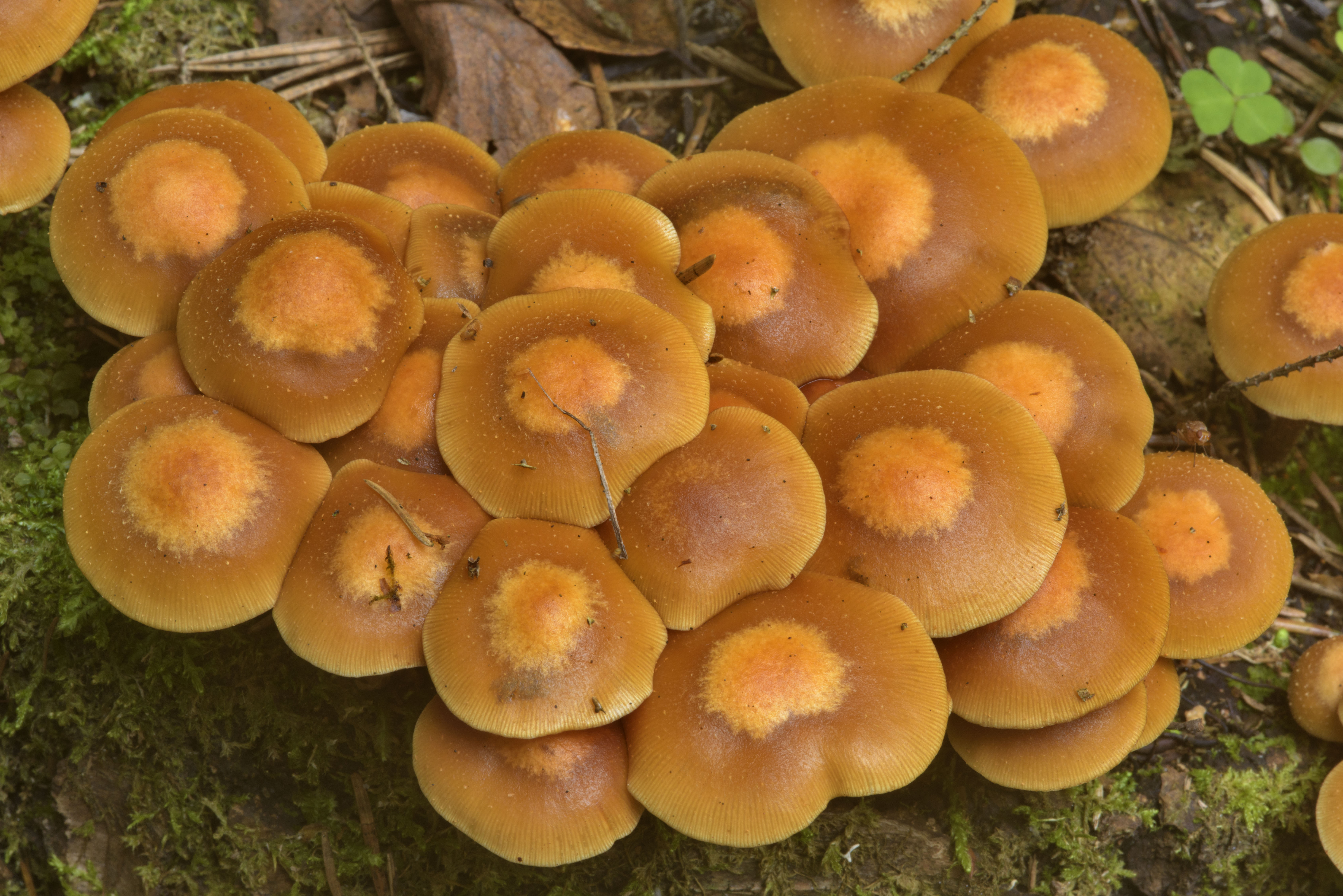 Опасный гриб опенок летний