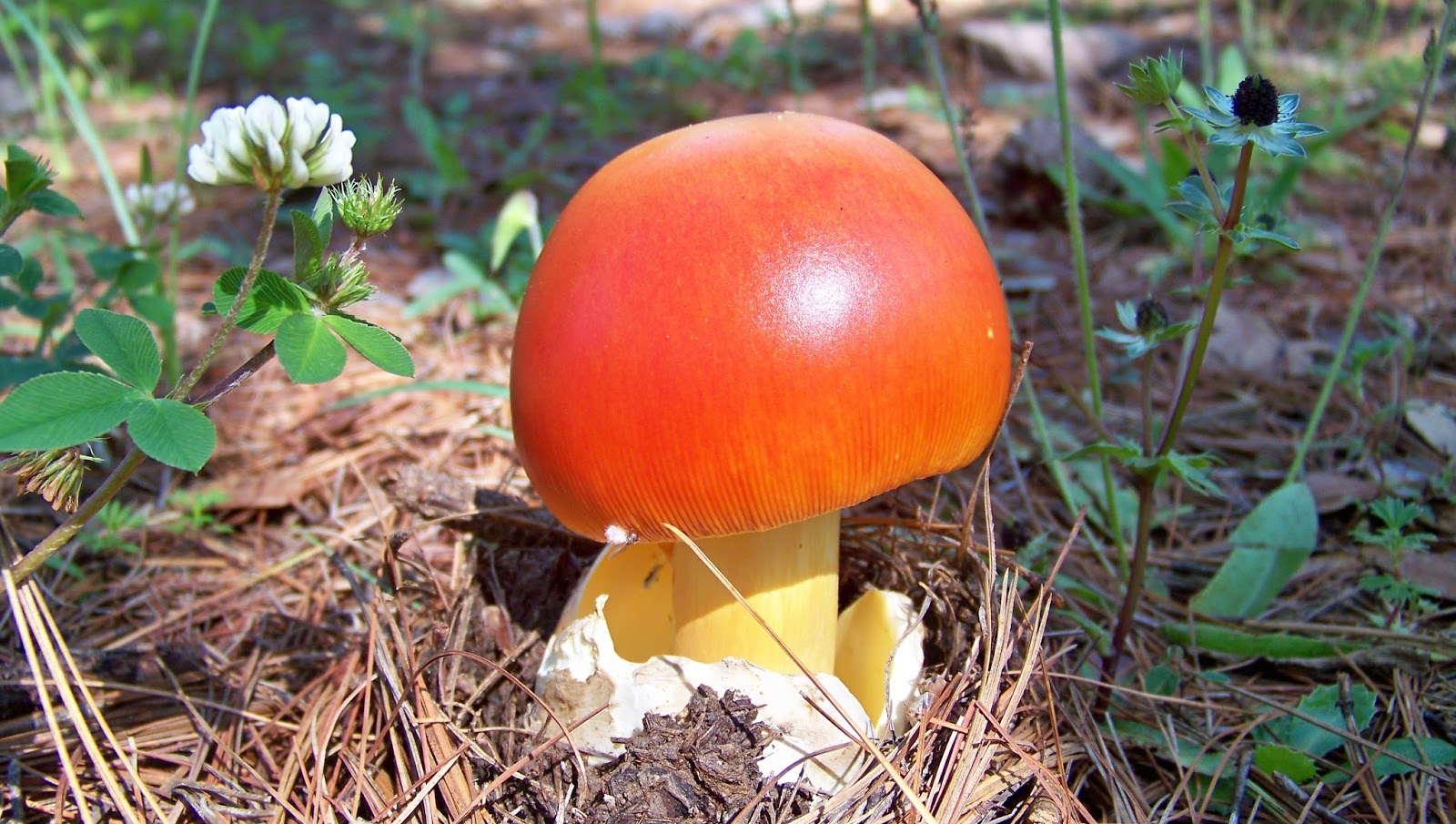 Фото грибов из красной книги россии