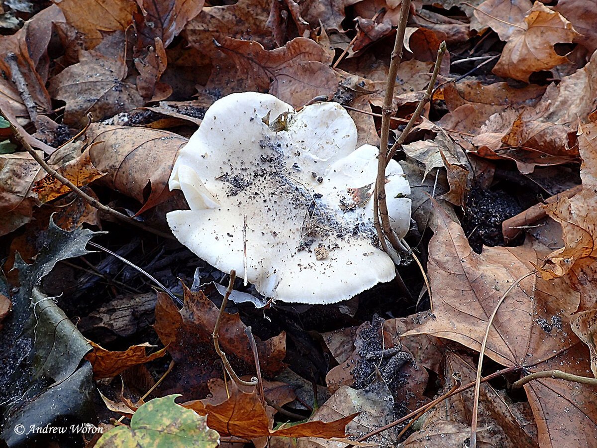 Осенние грибы Воронежской области