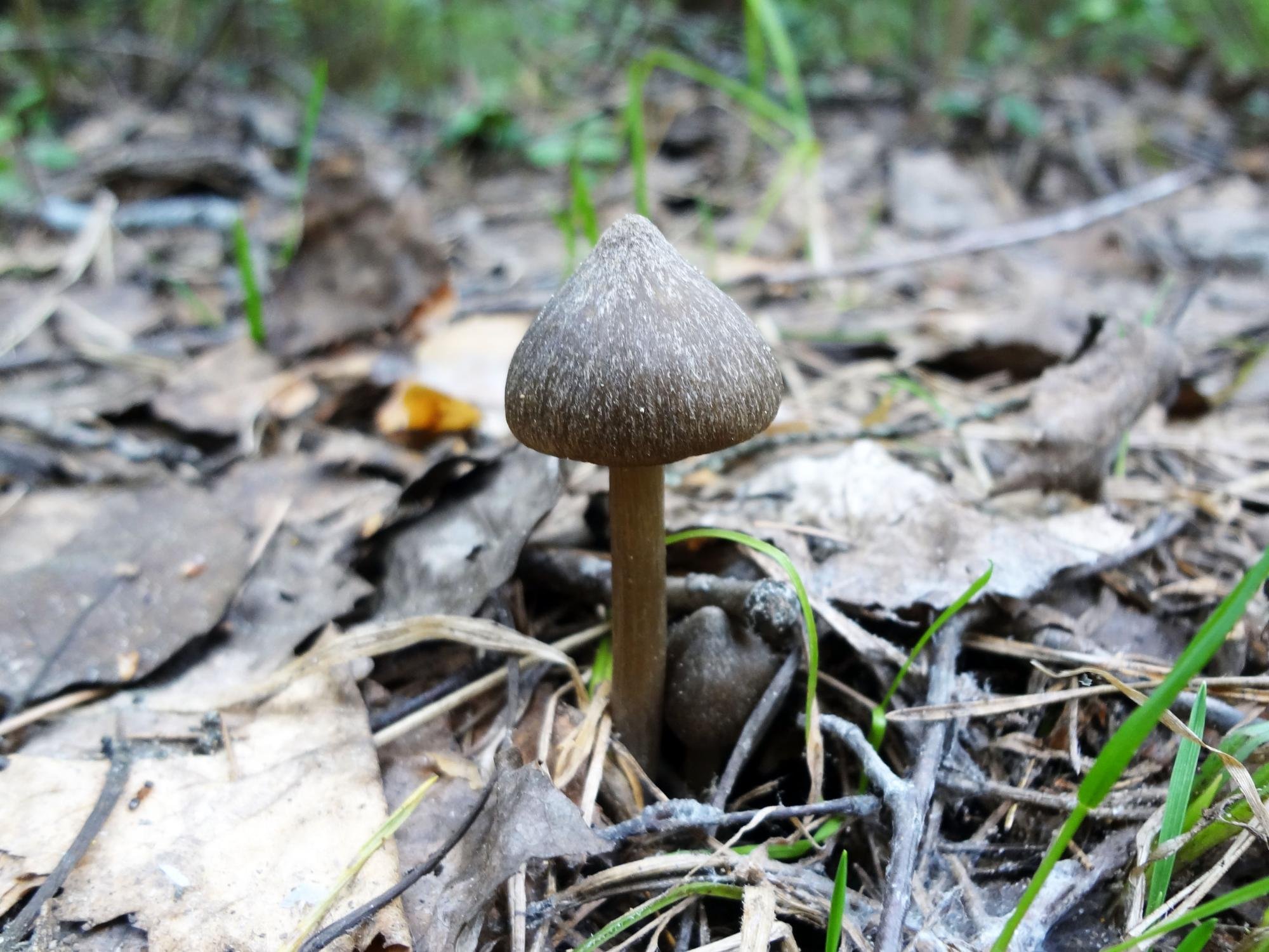 Съедобные грибы Воронежской