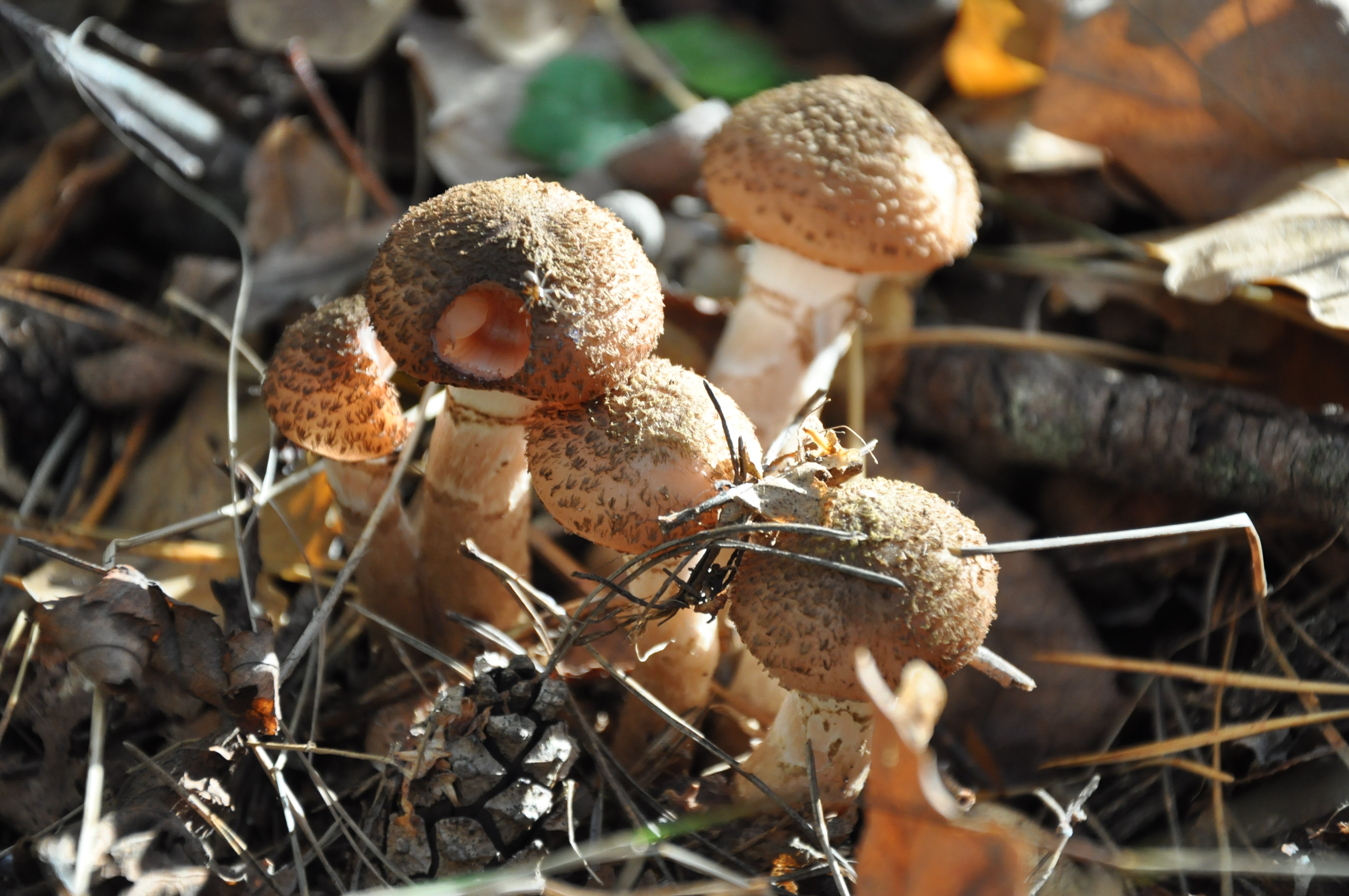 Фауна грибы