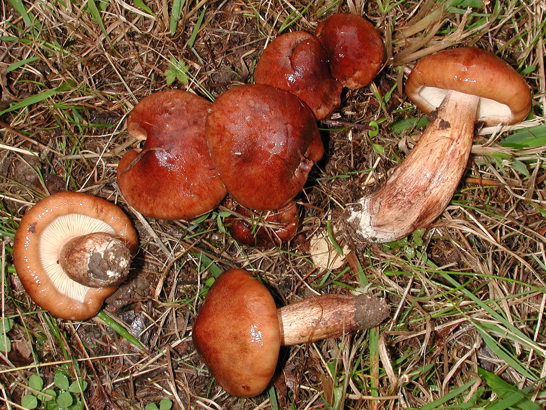 Зелёнки. Польские грибы