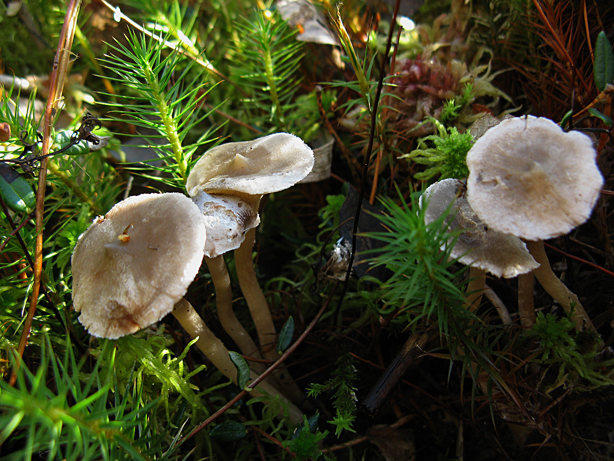 Грибы Лисичка горбатая. Вязовики грибы. Вязовики грибы фото. Болотные грибы