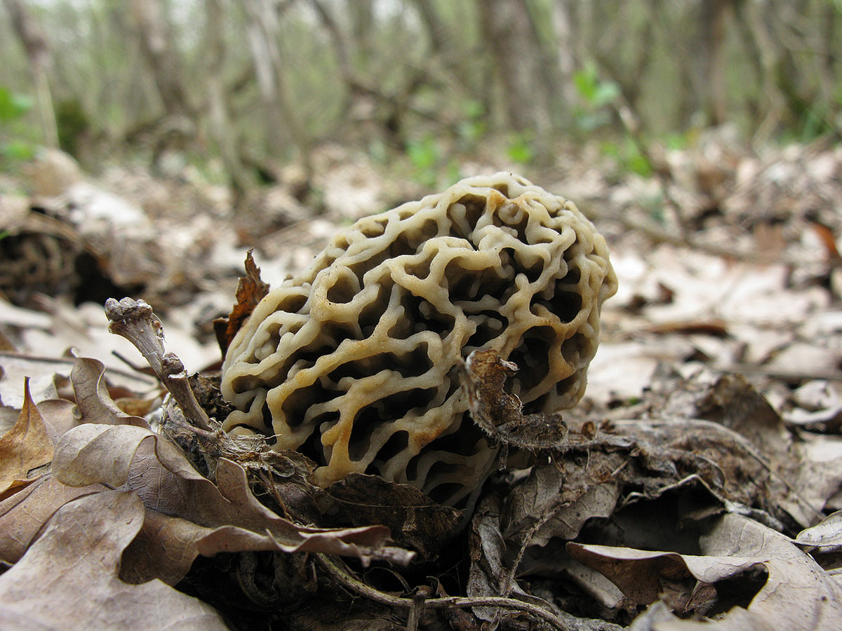 Сумчатый гриб похожий на сморчок. Сморчки. Сморчок Степной. Сморчки грибы. Сморчок обыкновенный ядовитый.