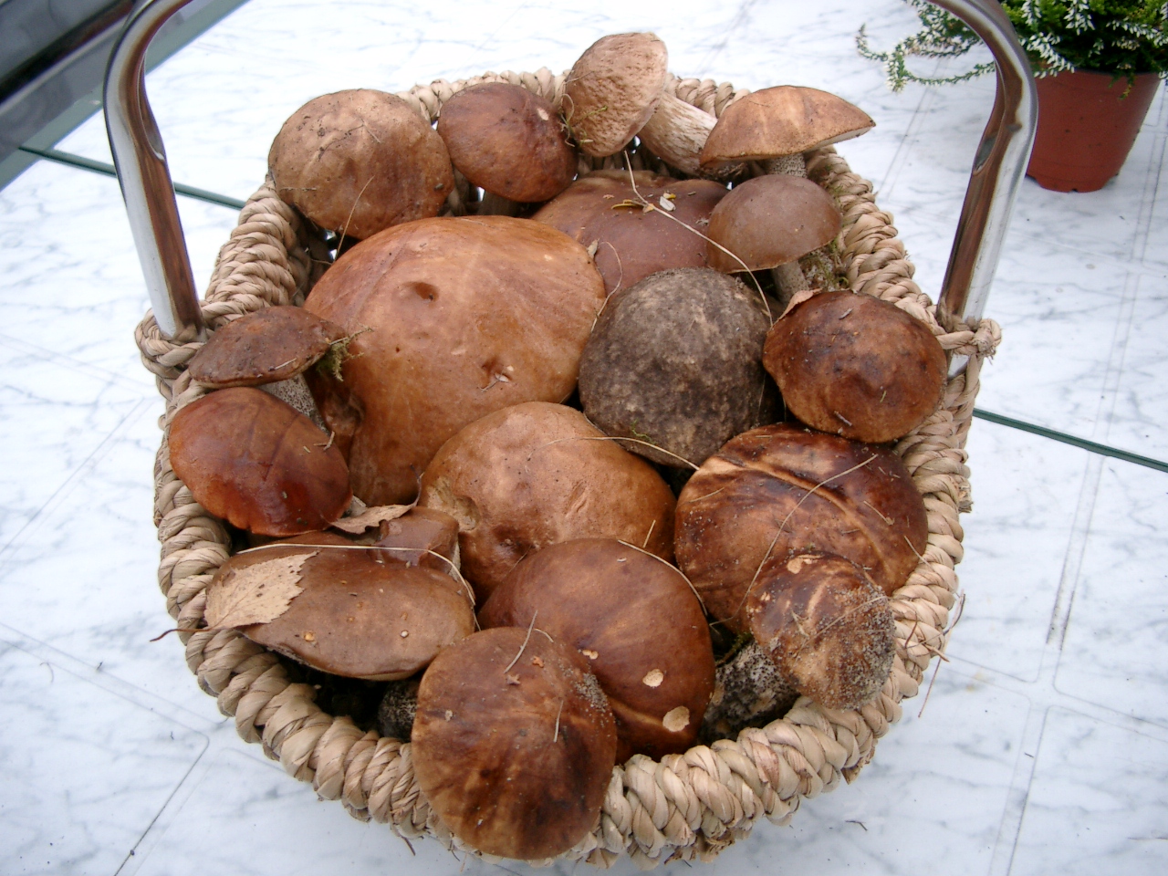 Луковички грибы