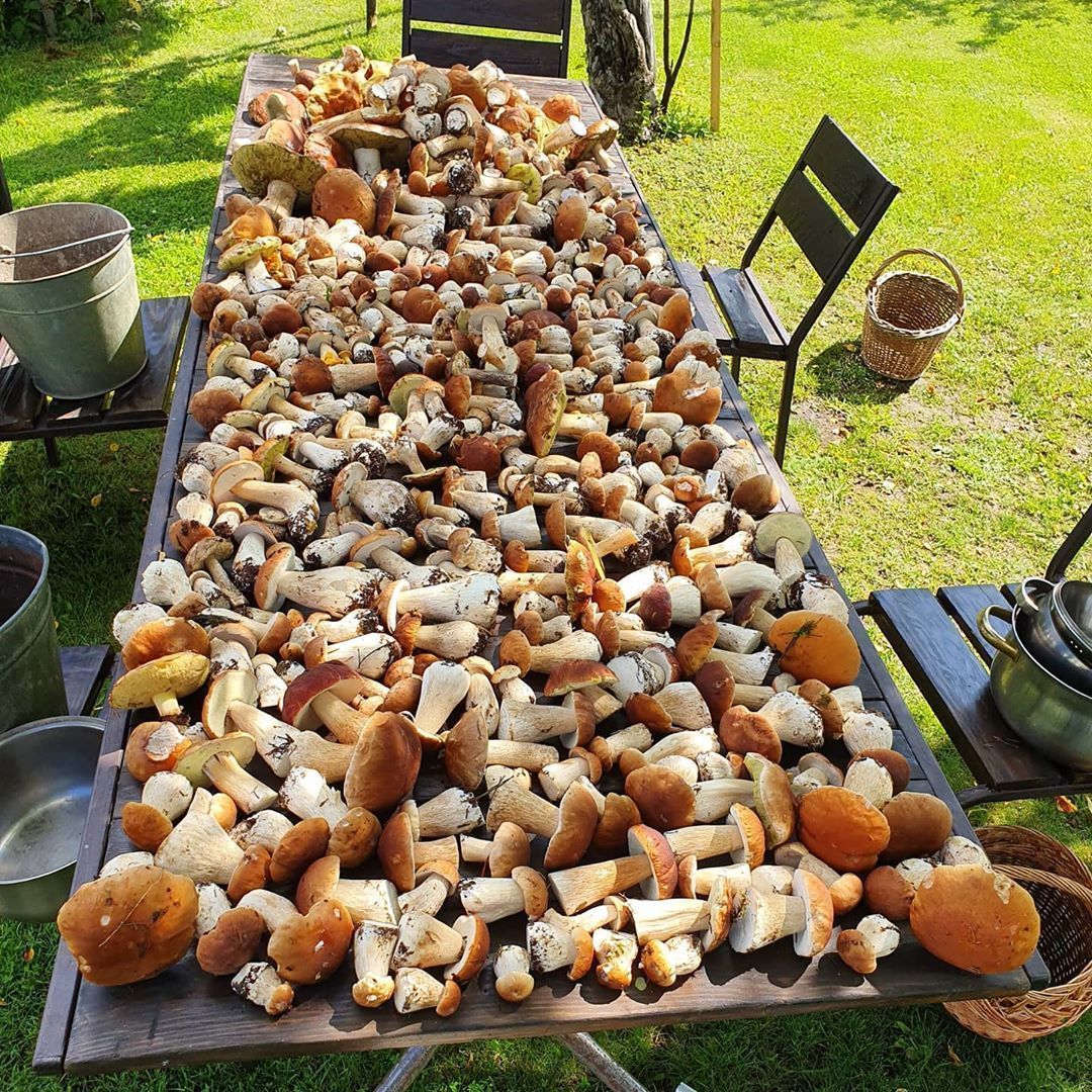 Много грибов