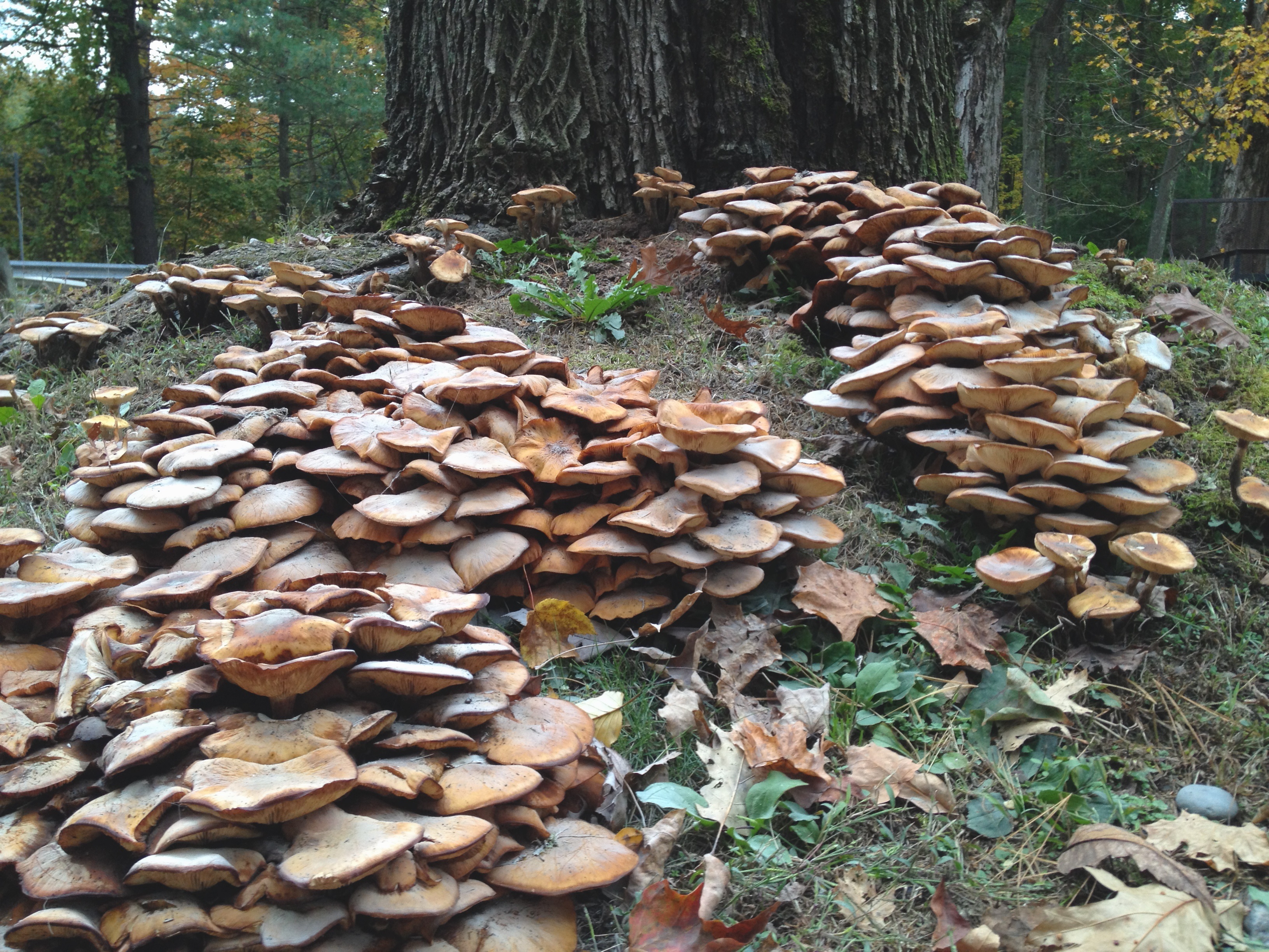 Armillaria ostoyae самый большой гриб