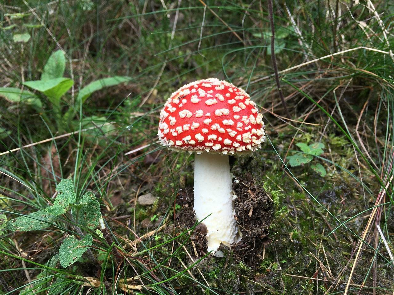 Несъедобные грибы Ленинградской