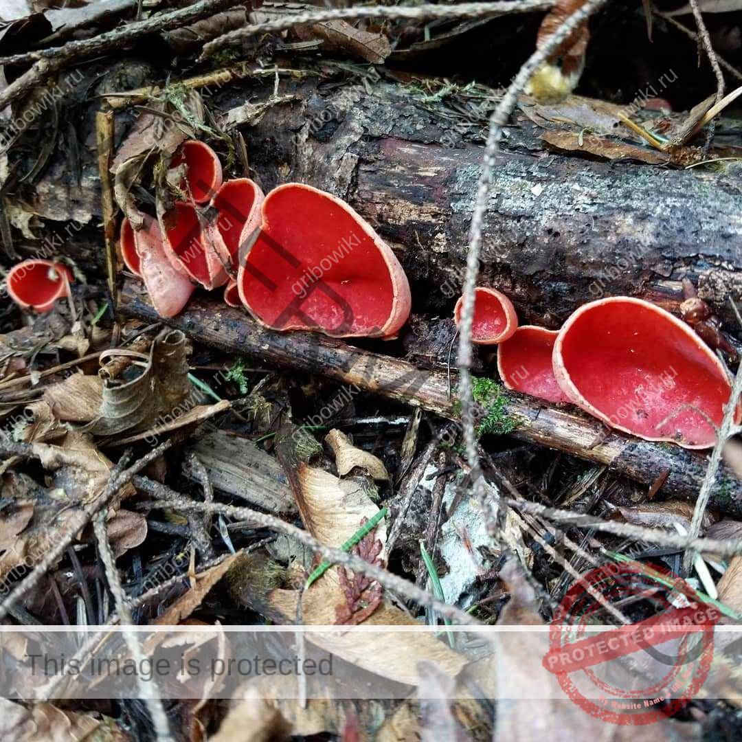 Красный весенний гриб.
