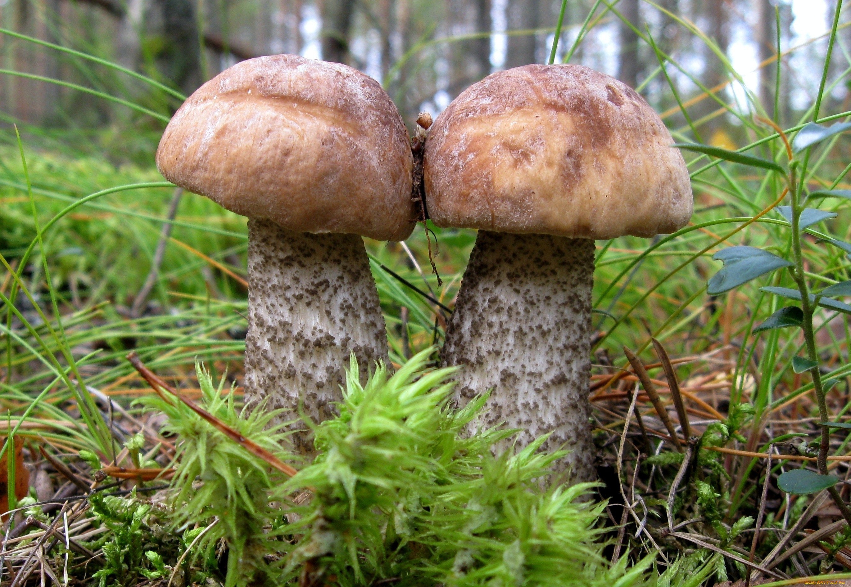 Подберезовик группа грибов. Подберёзовик обыкновенный. Обабок гриб. Подосиновик обабок. Подосиновик подберезовик обабок.