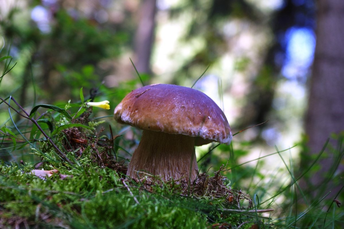 Боровик фиолетовый гриб