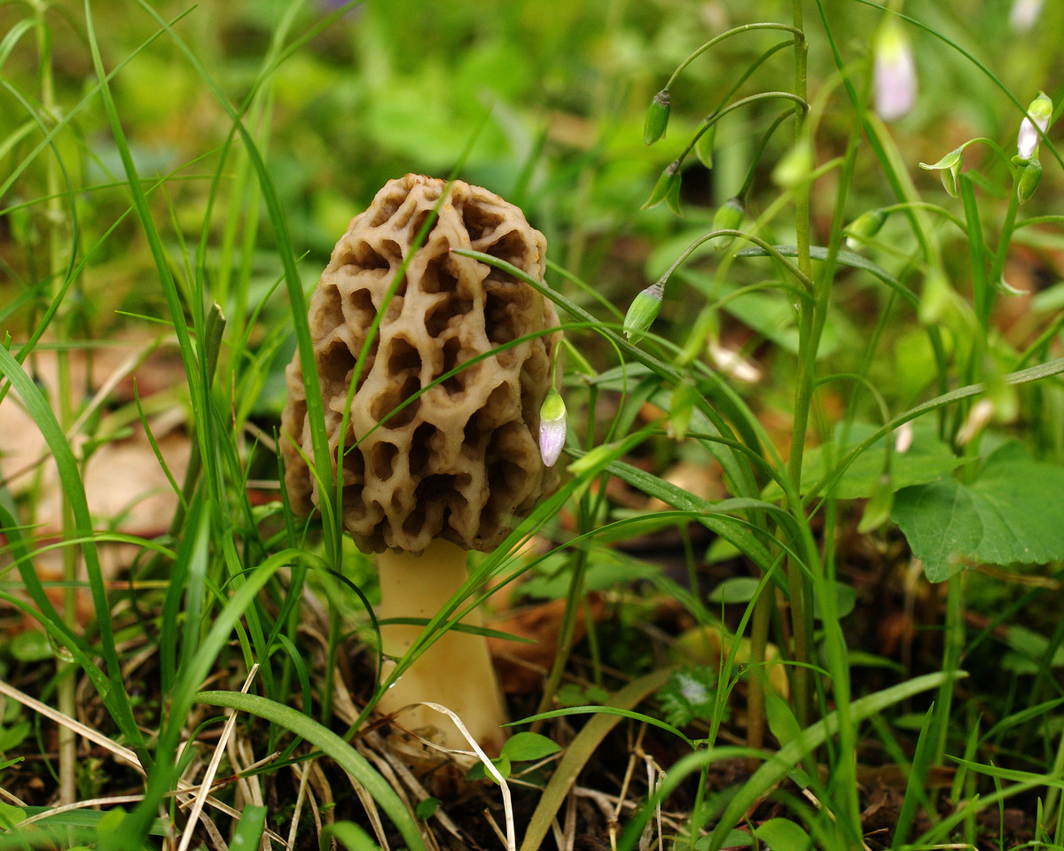 1 весенние грибы