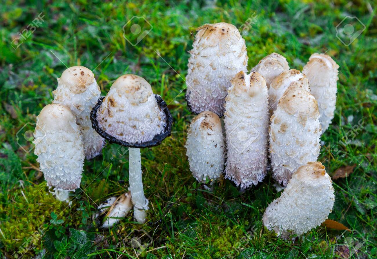Чернила из грибов