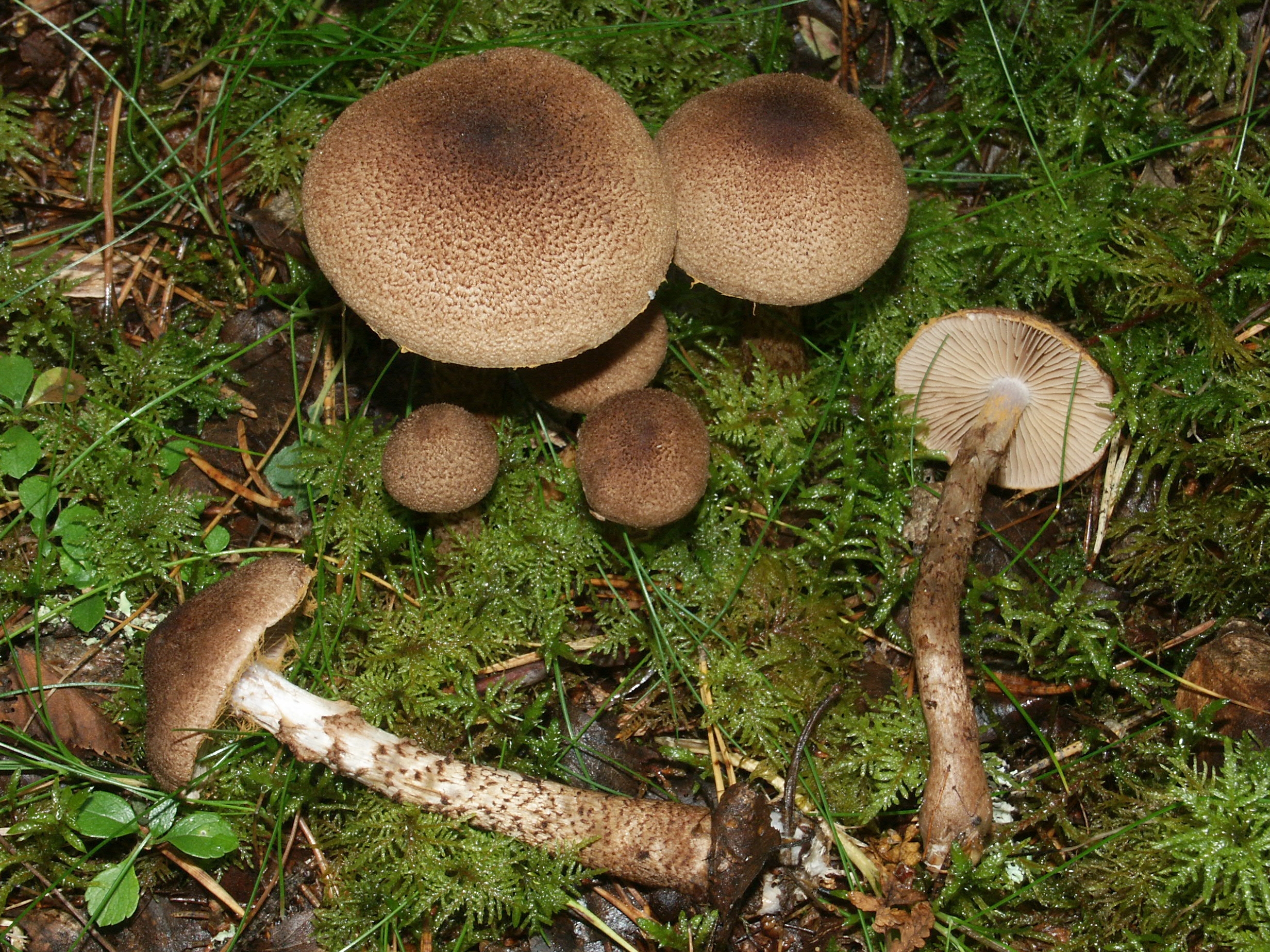 Подольховники грибы