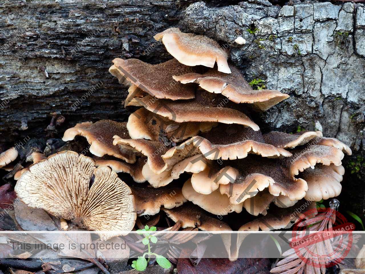 Съедобные растения и грибы в тундре | RUSпутье | Дзен