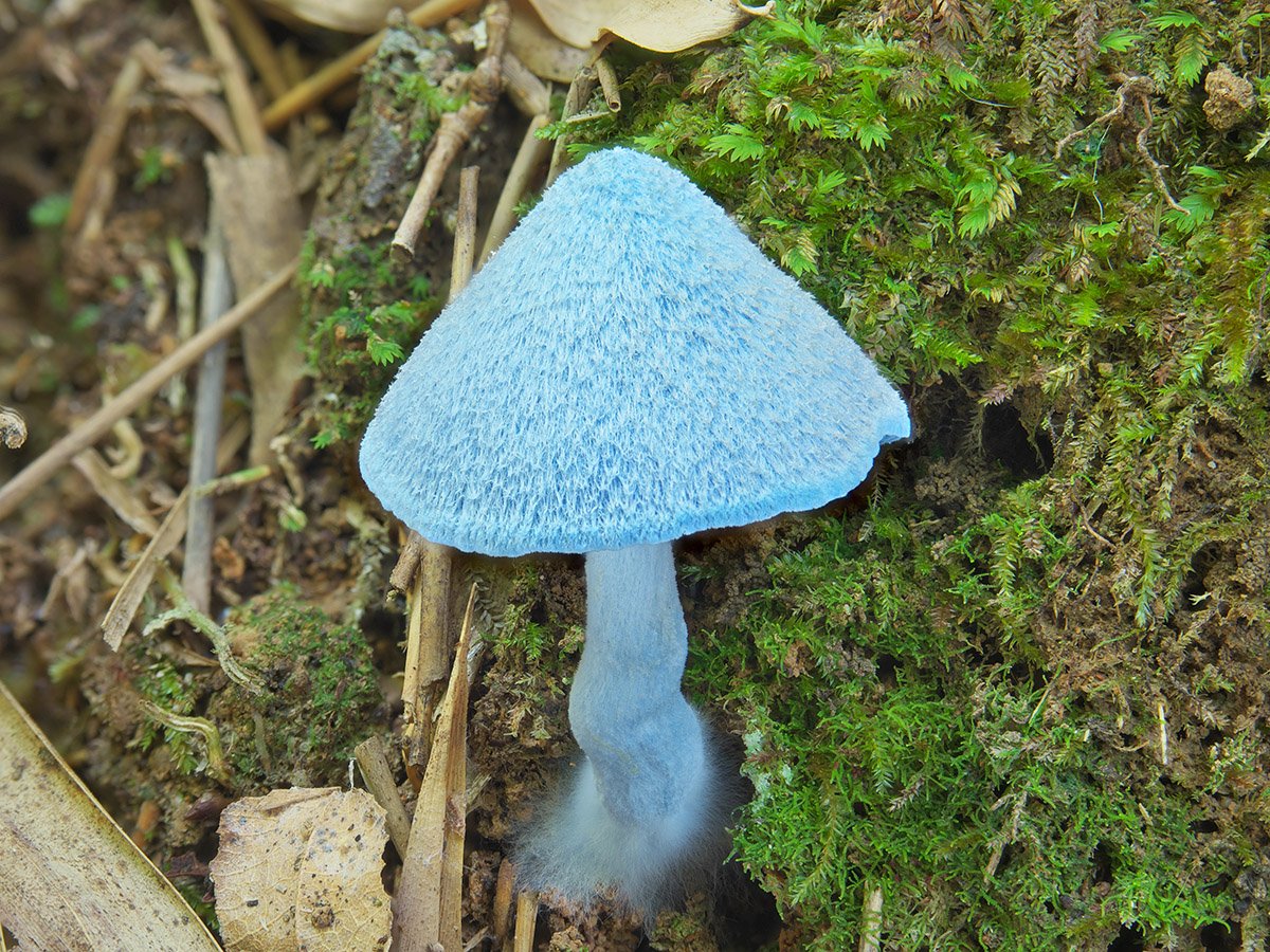 Синий гриб Энтолома