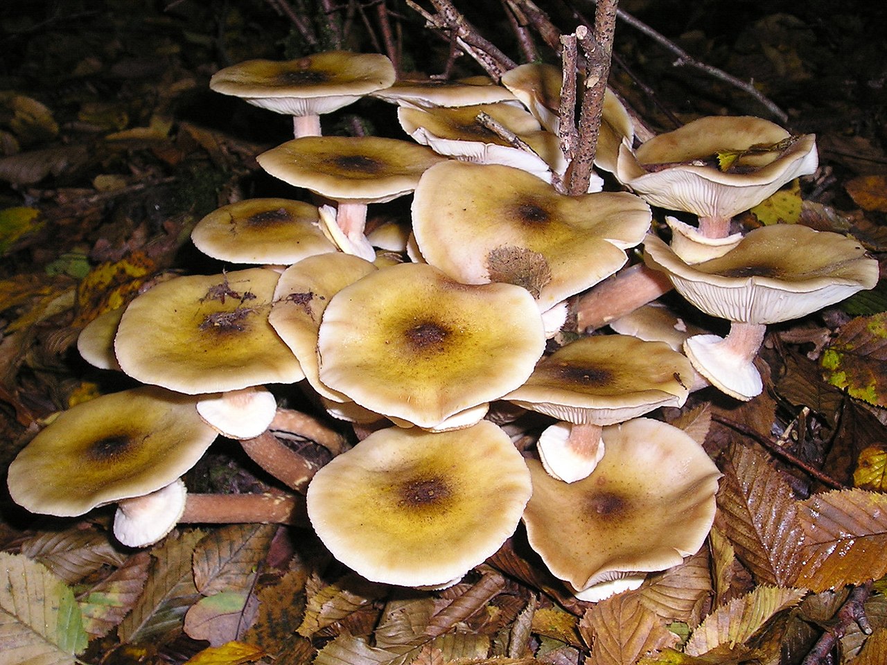 Fungi mycelium Forest Armillaria
