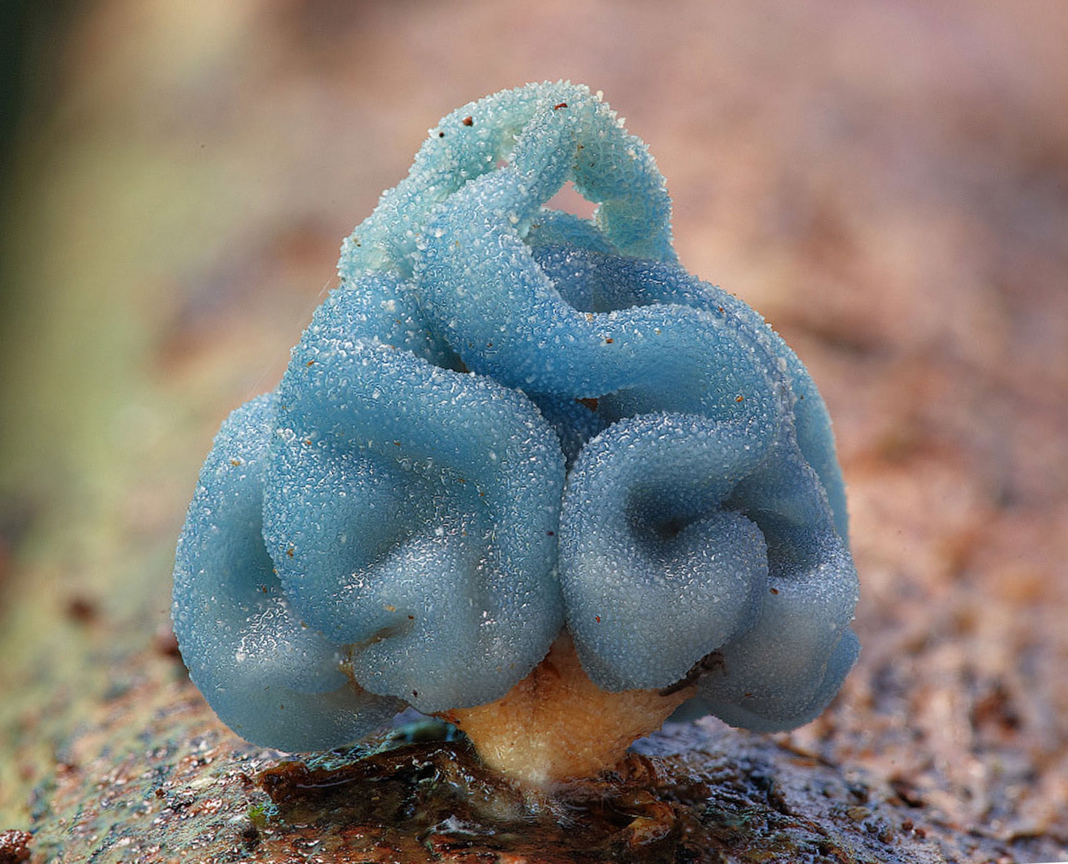 Голубой гриб Лерациомицес