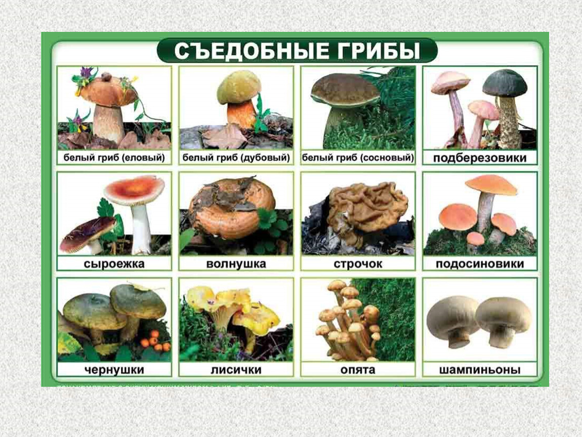 съедобные грибы кбр фото с надписью