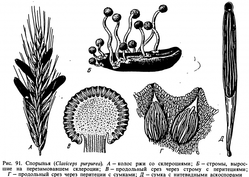 Спорынья строение гриба. Спорынья пурпурная гриб. Спорынья плодовое тело. Спорынья (Claviceps purpurea). Claviceps purpurea