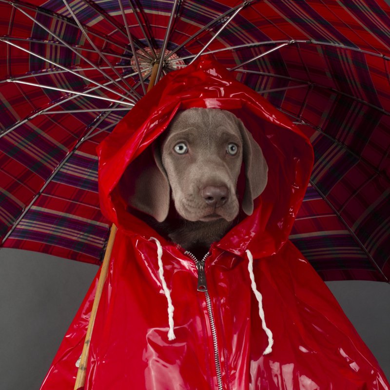 Собака с зонтом