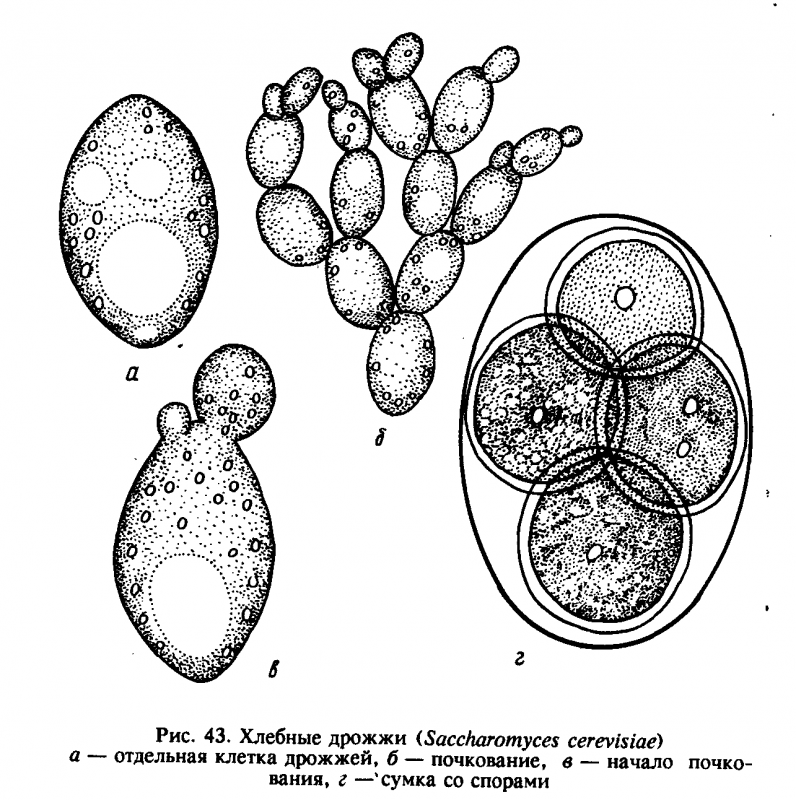 Тело пекарских дрожжей состоит из. Схема строения дрожжевой клетки рисунок. Saccharomyces cerevisiae строение. Клетку дрожжей Saccharomyces cerevisiae. Дрожжи сахаромицеты строение.