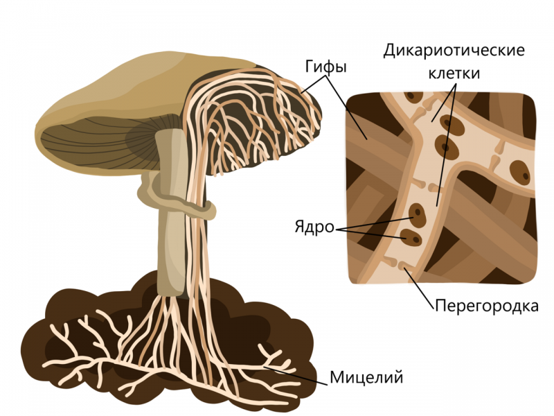 Мицелий гриба гиф. Схема плодовое тело шляпочного гриба. Мицелий шляпочных грибов. Строение гриба рисунок биология. Строение гриба гименофор.