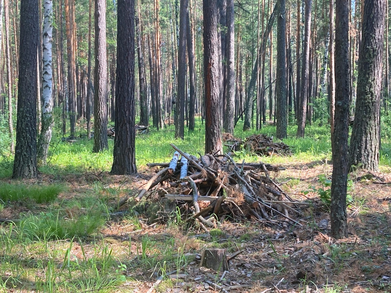 Вырубки леса Обнинск