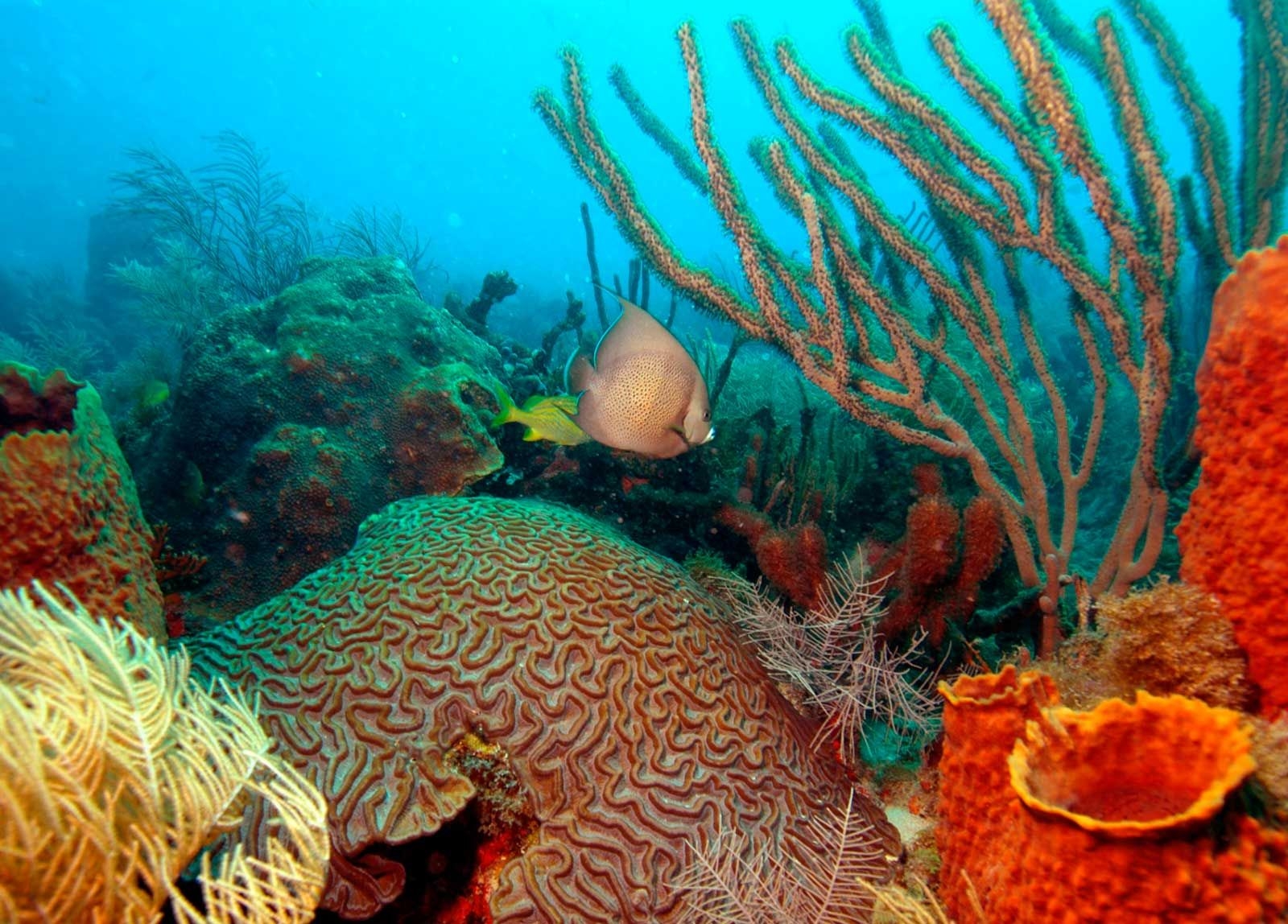Древние коралловые рифы. Коралловый риф Флорида. Большой Барьерный риф кораллы. Коралловые рифы красного моря. Жак Ив Кусто большой Барьерный риф.