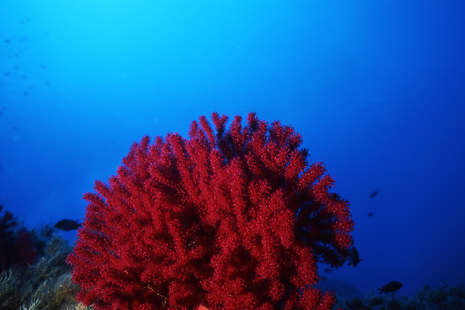 Средиземноморский коралл