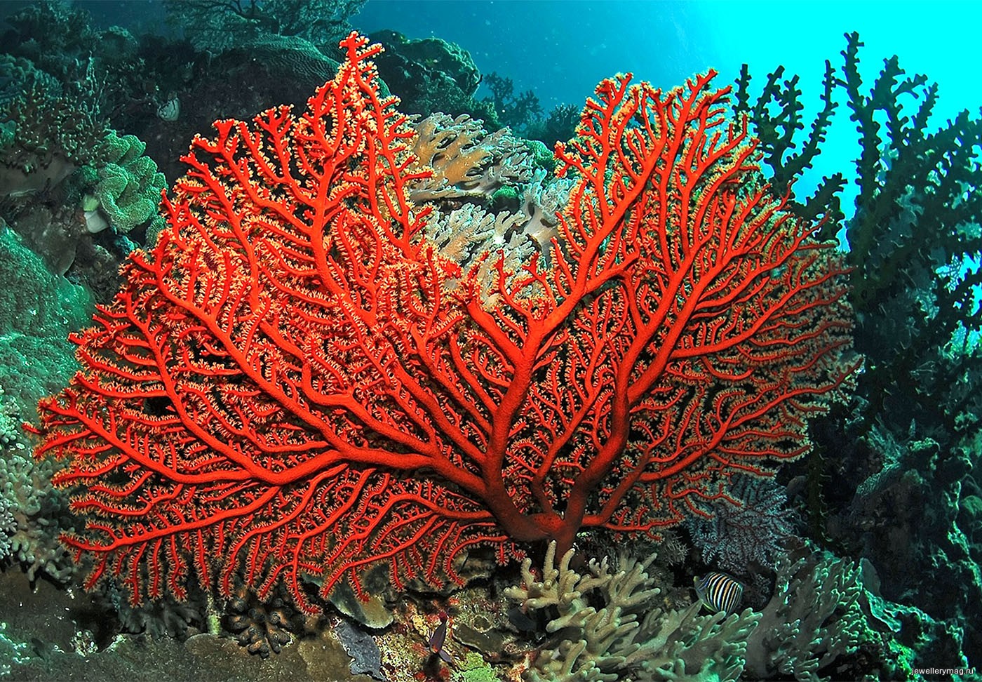 Коралл циатофиллум