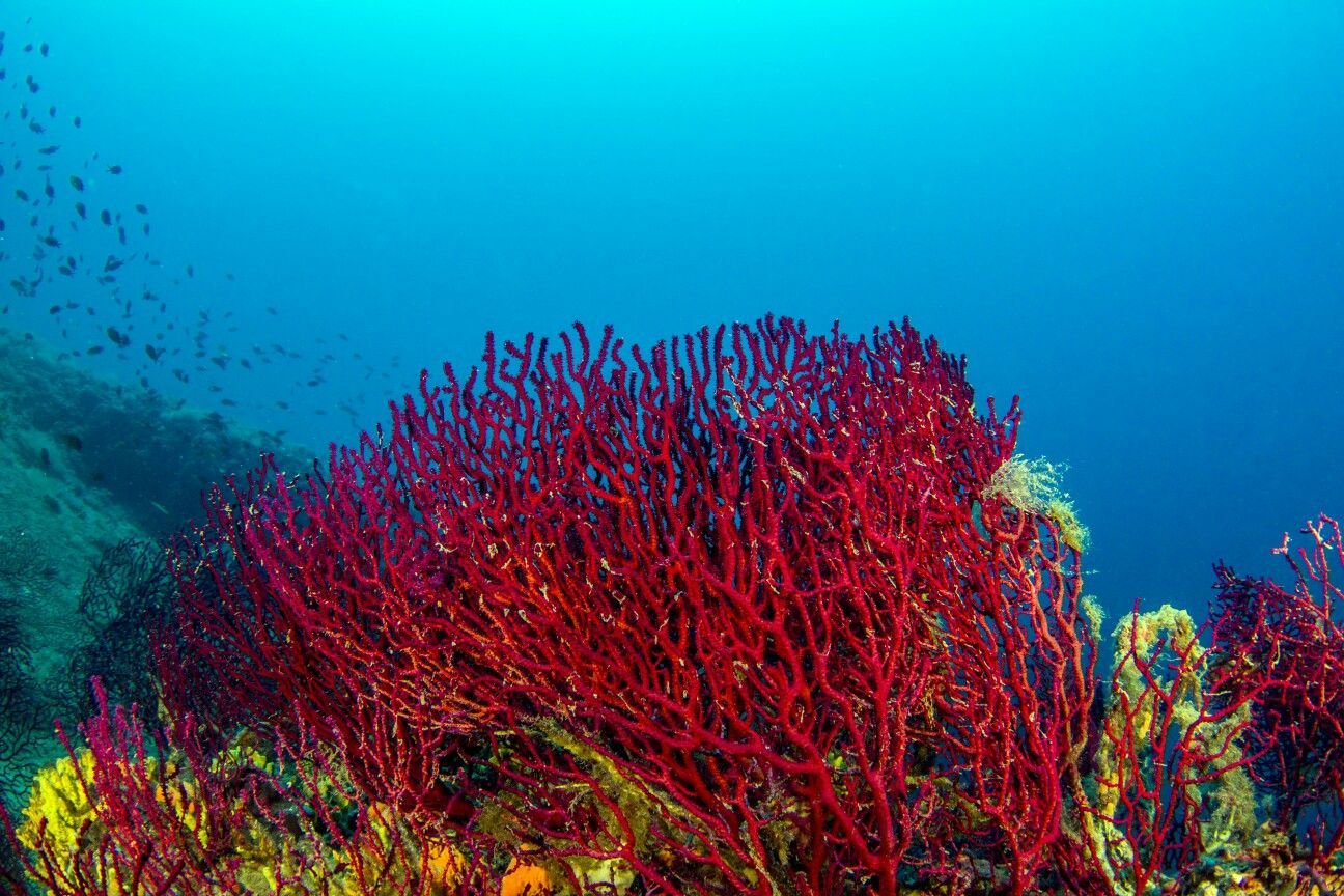 Море риф Огненный коралл