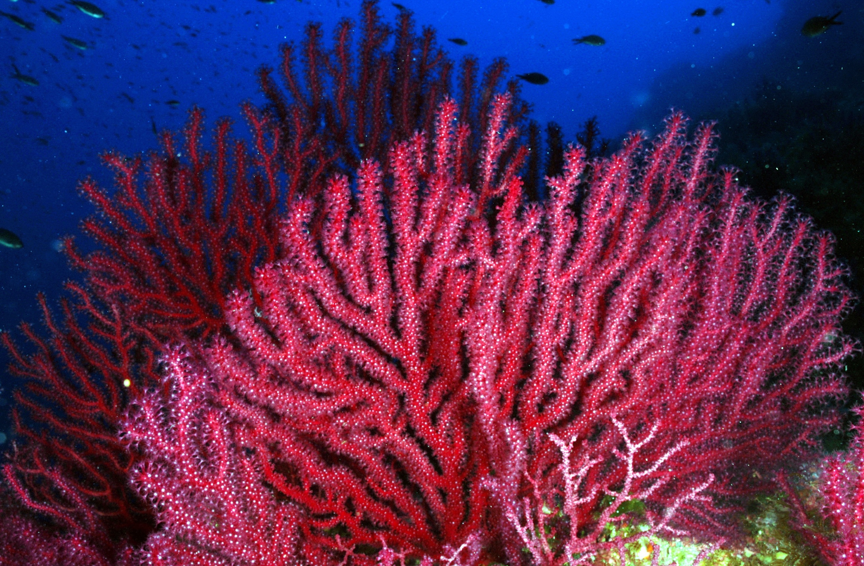 Горгонария коралл